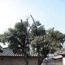 성씨고가 이미지