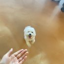 퀘렌시아 애견 이미지