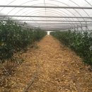 만진농장 이미지