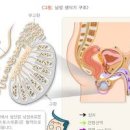 고환 통증 원인 고환암 부고환염 고환염전 증상 이미지