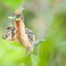 피르메 | 호아친 Hoatzin