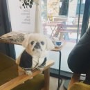 캐비어동물메디컬센터 이미지