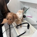 미용해·독 | 김해 장유 애견미용 루나독 목욕, 위생미용 푸들 내돈내산