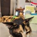 빌세탁소 이미지