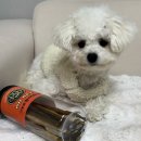 닥터온펫