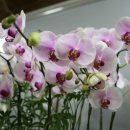 둔산중로-51 이미지