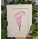 [성인] 색연필로 그리는 꽃 그림 보태니컬 아트 네이버블로그