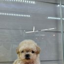 멍멍왕자 야옹공주 이미지