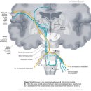 Trigeminal (V) and Facial (VII) Cranial Nerves - 턱치고 눈 찌르기 이미지