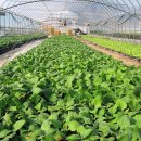 점말농장 이미지