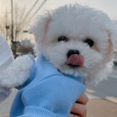 미스틱피자 주례점