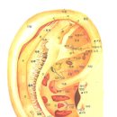 이혈 도면- 귀반사 요법 이미지