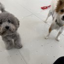 어썸멍스쿨 이미지