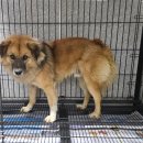 사파동225 이미지