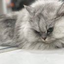 루이동물미용 이미지