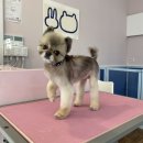 그루밍공화국 | 반려견이 두려워하지 않는 청주애견미용 그루밍공화국