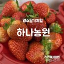 N번째 방문 양주 딸기체험 후기 하나농원