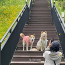 [진돗개 축복이] 11살 생일🎉 3일동안 강아지 생파하기✨ 설이 정봉이 복이 꼬미