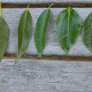 상록수 잎의 비교(구골나무, 금목서, 목서/ 붉가시나무, 종가시나무 외..) 이미지
