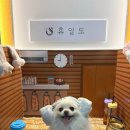 애견운동공원(11~2월) | [이천] 강아지 애견동반 찜질방 &lt;휴일도 이천점&gt; 내돈내산 프라이빗룸 이용 후기 🐶🧖‍♀️