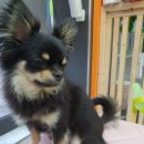 펫플러스라이프 이미지