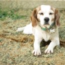 성남 시립동물병원 이미지