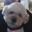 월곡동16 | 미아사거리맛집 야채곱창은 비추 월곡동대머리곱창