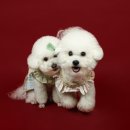 꼼꼼 애견미용실 이미지