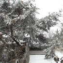 소나무도서관 이미지