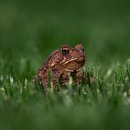 금두꺼비 이미지