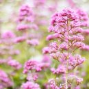 창가(한국SGI) 이미지