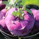 현선농장 이미지