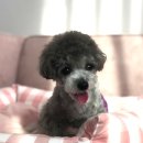 메르시 동물병원 이미지