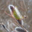 버들강아지 이미지