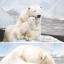 엄마와 아기곰 이미지