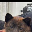 댕이샤워 이미지