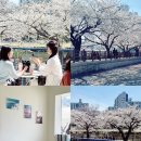 부산 온천천 벚꽃 실시간 카페 추천 예쁜하루