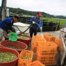 복사꽃마을영농조합법인 이미지