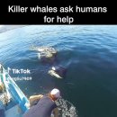 인간에게 도움을 요청하는 범고래 이미지