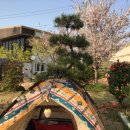 은행나무 펜션 이미지