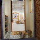 달루나캣츠 고양이전문 평택점 | 서울 고양이 분양, 달루나캣츠 고양이전문 마포점 방문 후기!