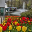 억만농장 | 천안 아산 피나클랜드 억만송이 튤립축제 4월 개화현황과 포토스팟 꿀팁, 동물먹이체험 솔직후기