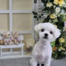 우리동네펫샵 | 계산동애견미용 우리동네펫샵에서 빛나던 하루