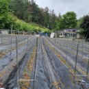 분지농장 이미지