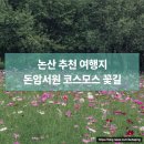 유산길 | 논산 돈암서원 가을 풍경, 활짝 핀 코스모스와 함께 걷는 세계유산길