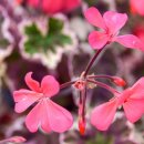 참좋은인연 이미지