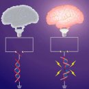 Re: The Role of Methylation in Gene Expression 이미지