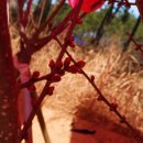 임자 조희룡 유배지 이미지