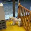 펫더스타일 이미지