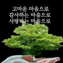 꽃봉우리 이미지